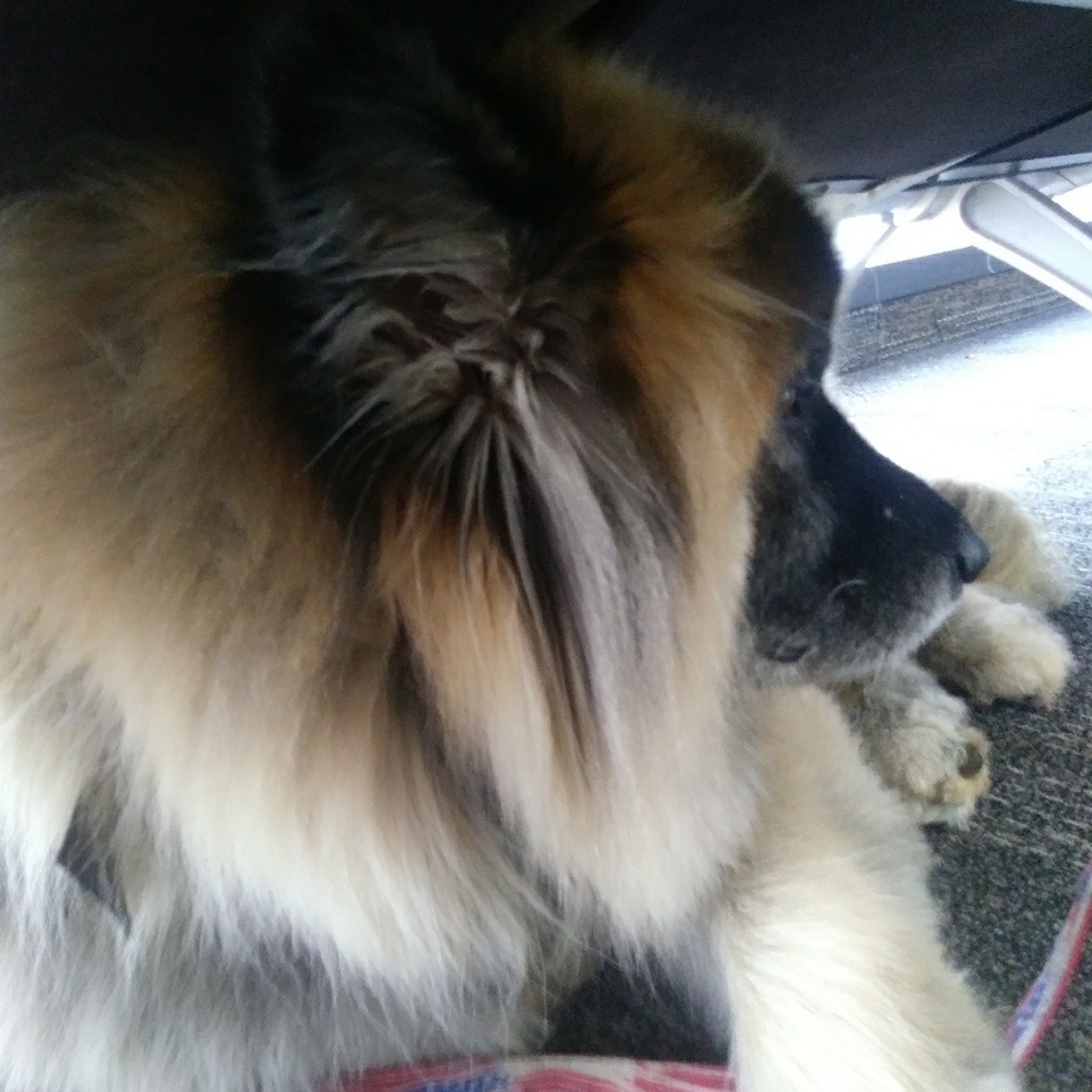 Meet your Posher, David